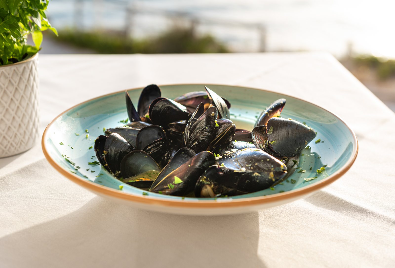 Mussels
